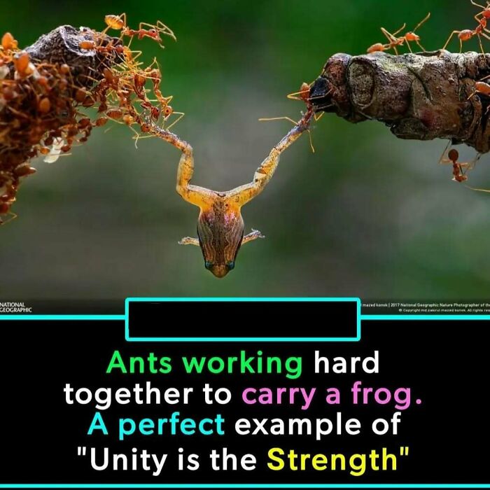 Ants working together to carry a frog, demonstrating unity and strength.