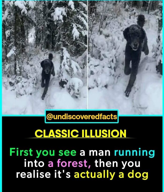 Dog illusion in snowy forest creates a surprising undiscovered fact.