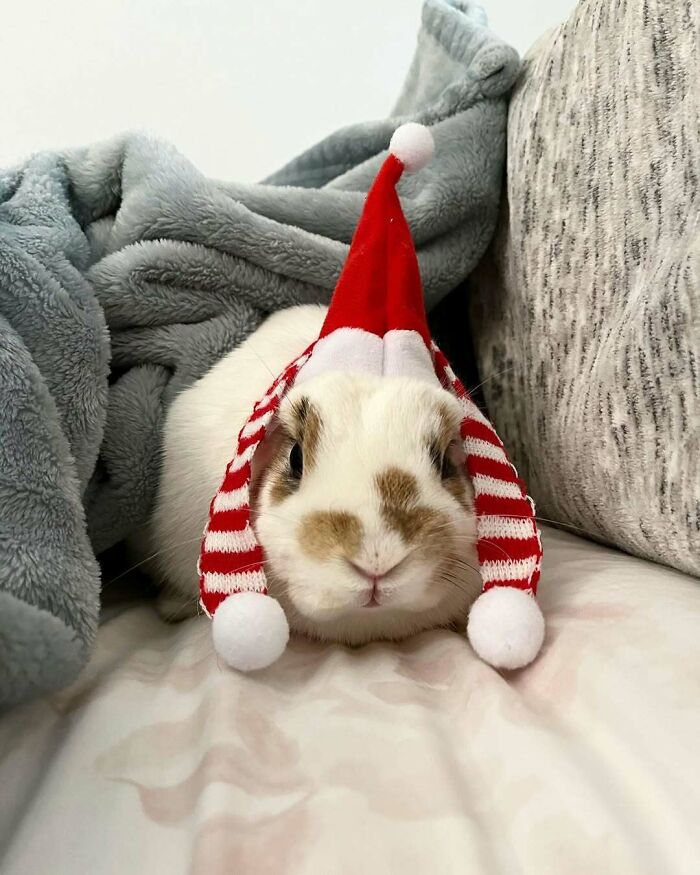 Cute bunny in a Santa hat, wrapped in a cozy blanket, embodying funny Christmas animals.