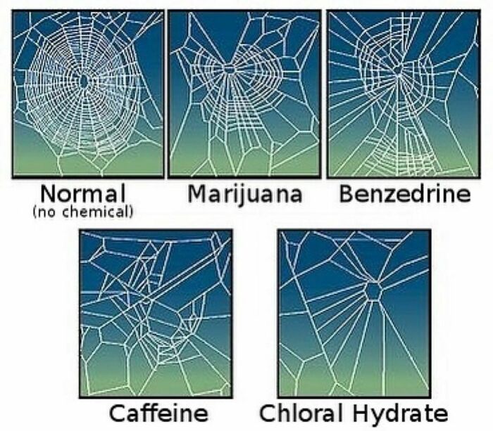Spider webs under different substances: normal, m*******a, benzedrine, caffeine, chloral hydrate. Interesting history facts.