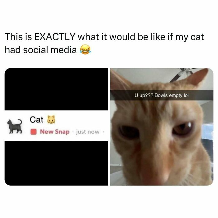 Cat humor meme with a cat sending a snap saying, "U up??? Bowls empty lol," showcasing funny pet memes.