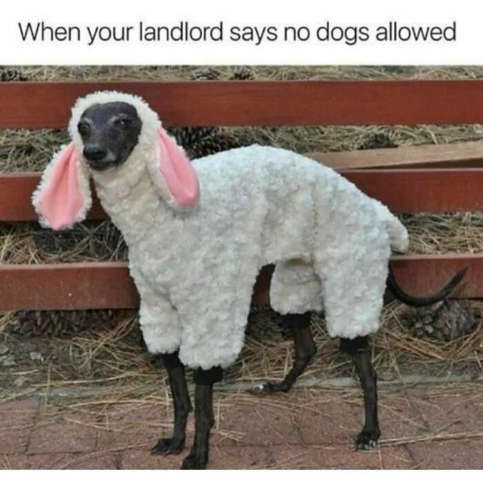 Dog dressed as a sheep with pink ears, humorously mocking no-dog policies. Perfect for funny pet memes content.
