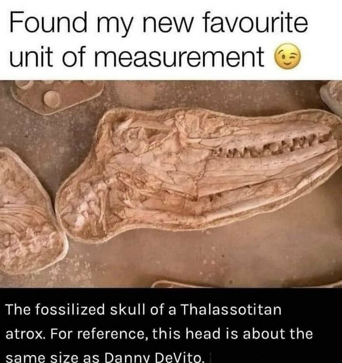Fossilized dinosaur skull with a humorous measurement reference, showcasing prehistoric humor.
