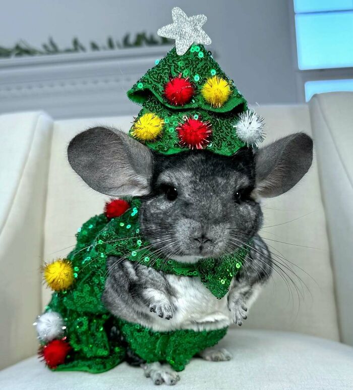 Cute Christmas animal dressed as a festive tree with colorful decorations, sitting on a white chair.