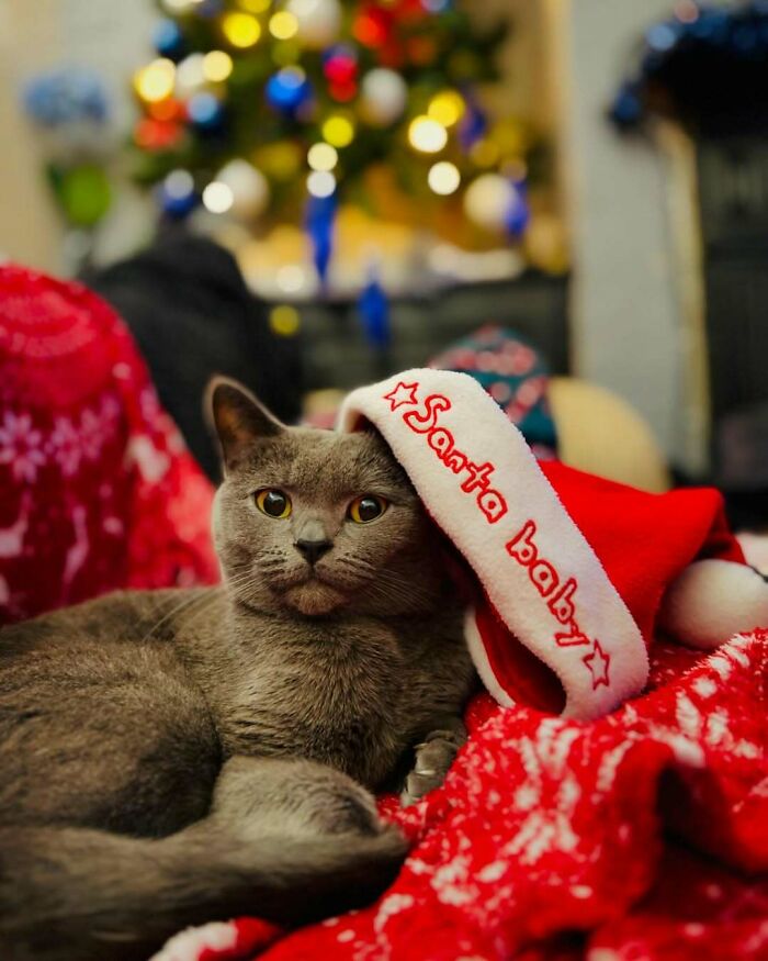 Gray cat in a Santa hat on a red blanket, with a decorated Christmas tree in the background.