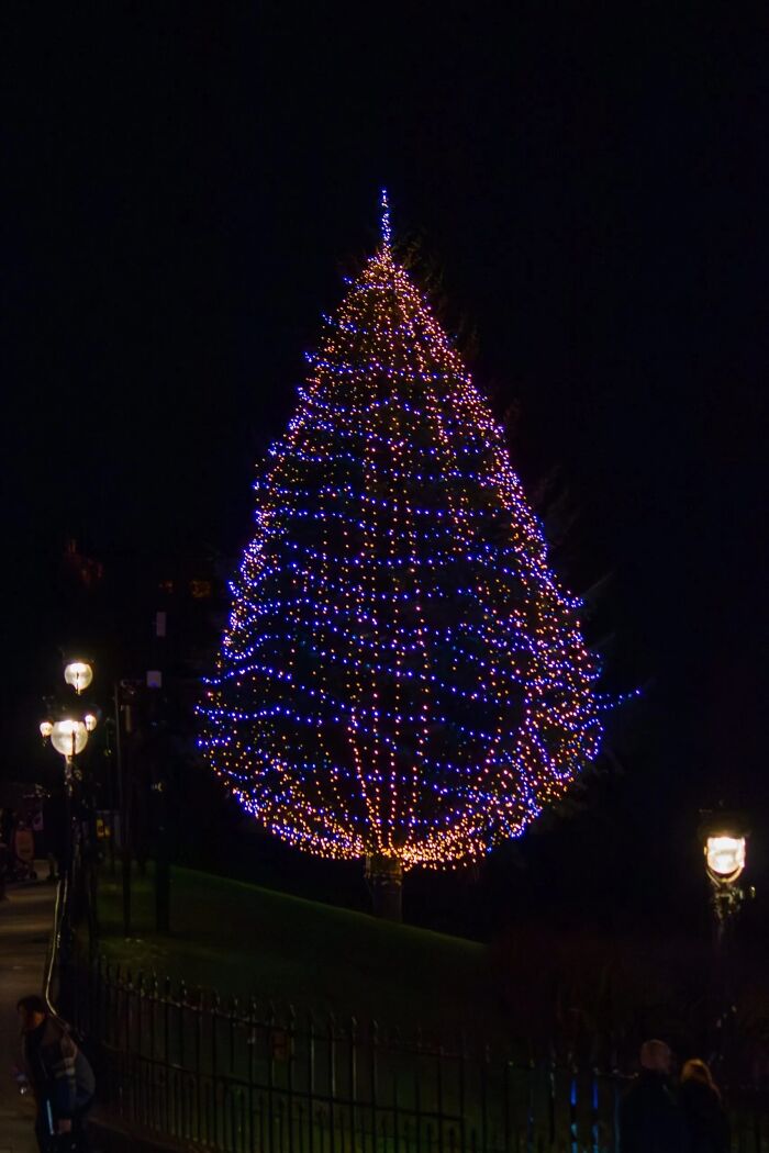 Christmas tree in a city park adorned with blue and orange lights, glowing brightly at night.