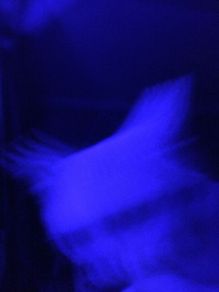 You're Doing This On Purpose! Hold Still! Hold Still! Oh, I Give Up, Merry Christmas