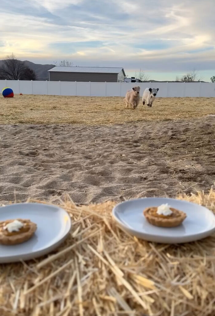 Baby calves Millie and Milo in a field, near two plates of pumpkin pie on straw.