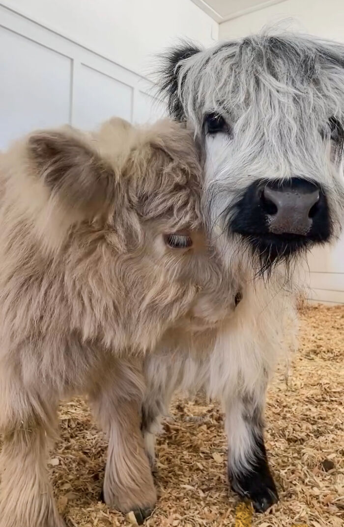Two adorable baby calves, fluffy and close together, in a cozy indoor setting.
