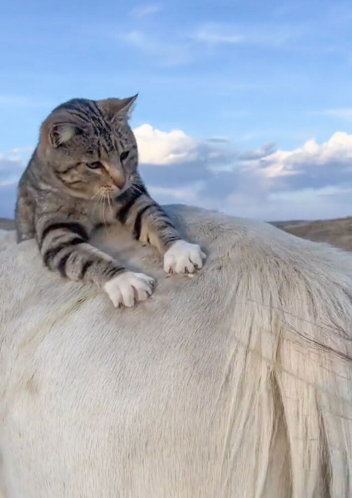 Adorably Cute Friendship Between A Cat And A Horse Is Melting Hearts All Over The Internet