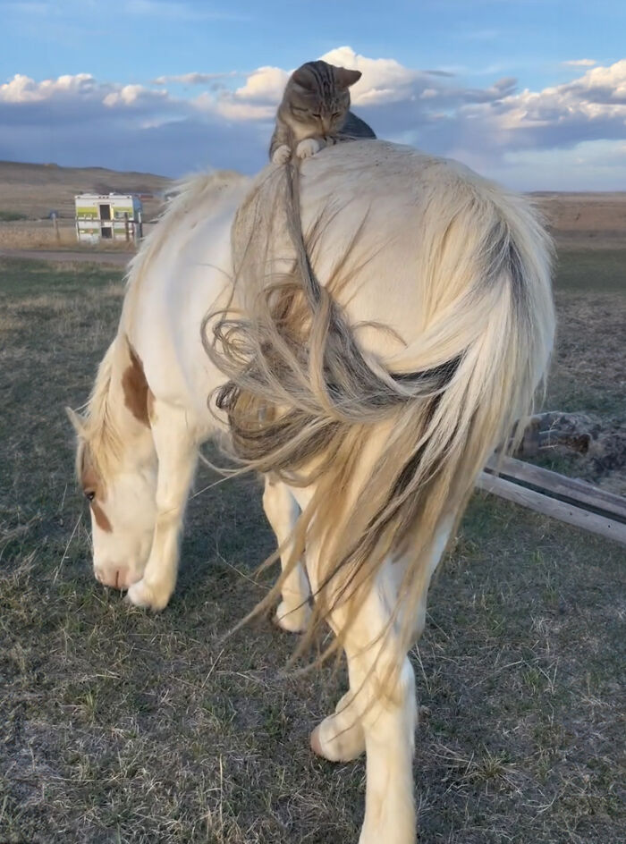 Adorably Cute Friendship Between A Cat And A Horse Is Melting Hearts All Over The Internet