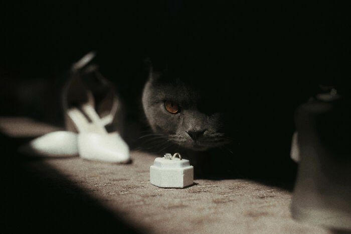 Cat eyes a ring box beside wedding shoes, embodying top wedding trends of 2024.