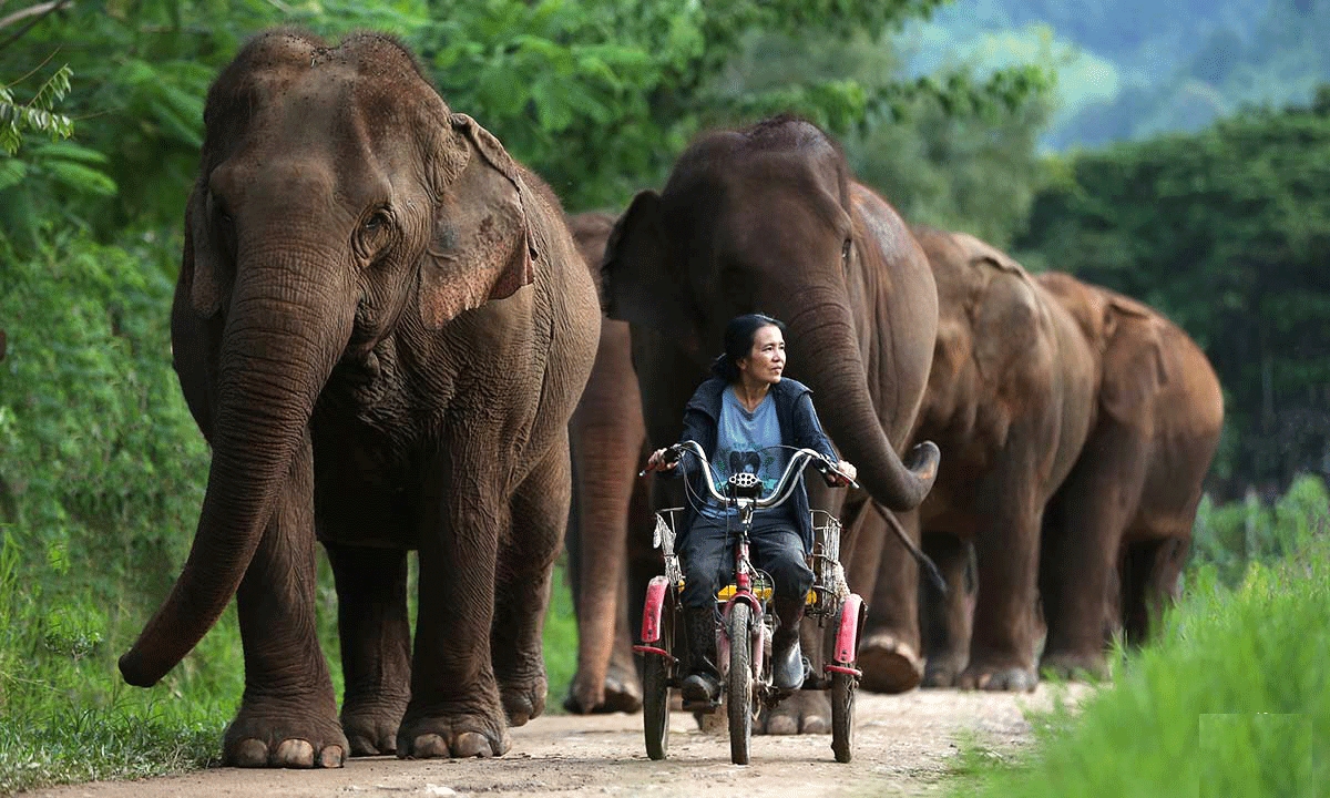 Rescued elephant walks free with caregiver on a path through lush greenery. Rescued elephant walks free with caregiver on a path through lush greenery.