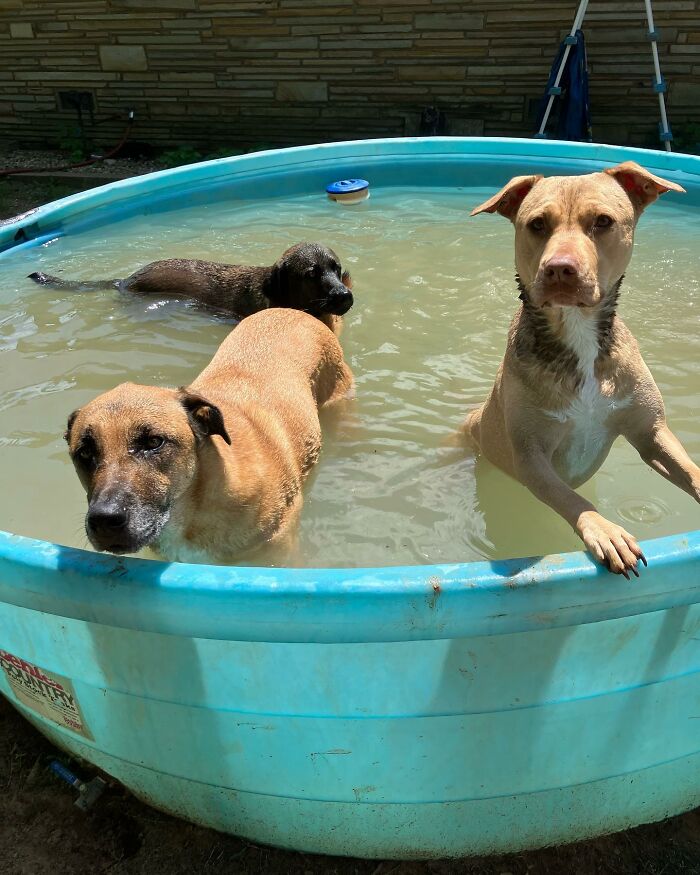 Three rescued dogs playing in a kiddie pool, enjoying a sunny day outside. Three rescued dogs playing in a kiddie pool, enjoying a sunny day outside.