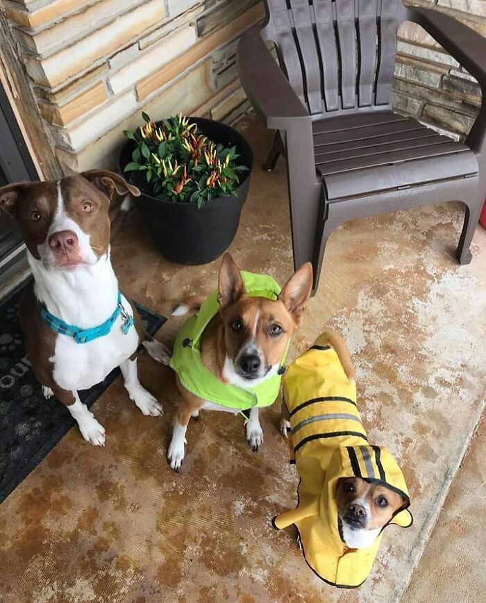 Three rescued dogs in colorful raincoats sitting on a porch next to a chair. Three rescued dogs in colorful raincoats sitting on a porch next to a chair.