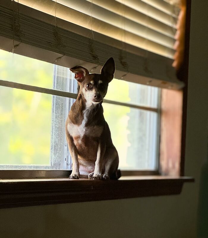 Rescued dog sitting on a windowsill, bathed in soft sunlight. Rescued dog sitting on a windowsill, bathed in soft sunlight.