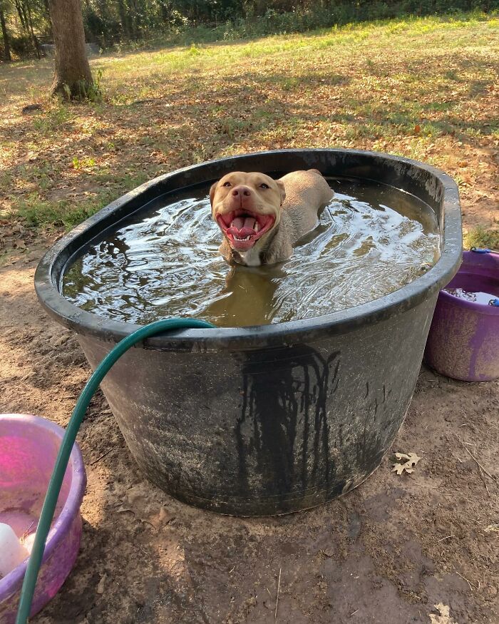 Happy dog in a water tub. Happy dog in a water tub.