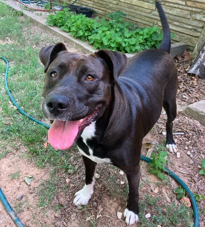 A happy black and white rescue dog with tongue out, standing on grass. A happy black and white rescue dog with tongue out, standing on grass.