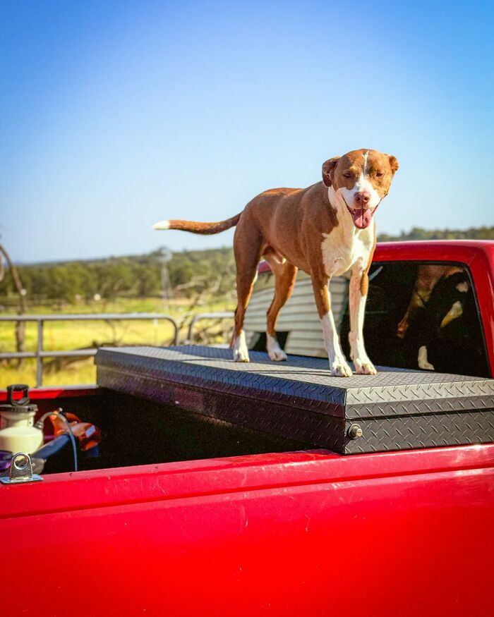 A rescued dog stands on a red truck. A rescued dog stands on a red truck.