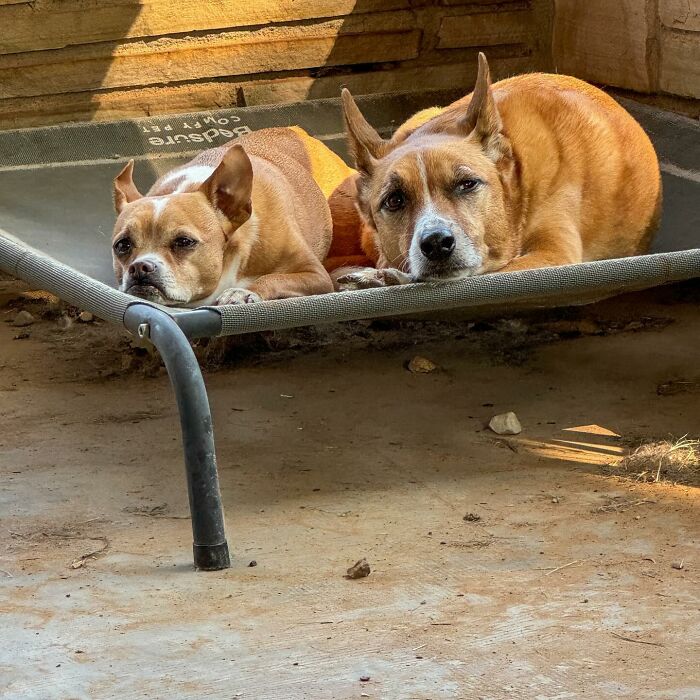 Two rescued dogs resting on a raised bed. Two rescued dogs resting on a raised bed.