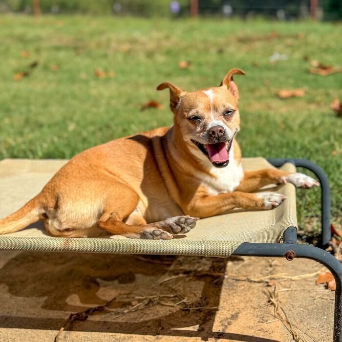 A rescued dog happily sunbathing on a raised pet bed in a green garden. A rescued dog happily sunbathing on a raised pet bed in a green garden.