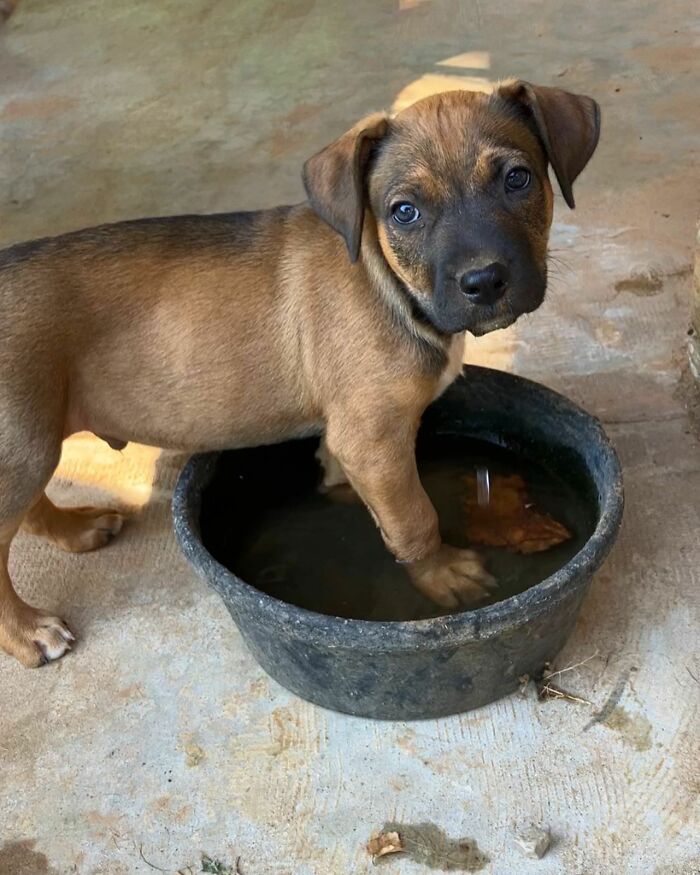 Rescued puppy standing in a water bowl, looking up with curious eyes. Rescued puppy standing in a water bowl, looking up with curious eyes.