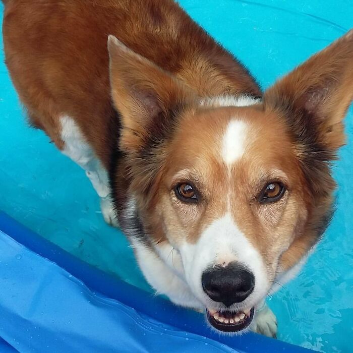 Rescued dog in a blue pool, showcasing the couple's ongoing rescue efforts. Rescued dog in a blue pool, showcasing the couple's ongoing rescue efforts.