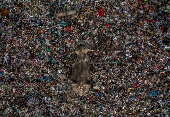 Aerial view of a cow lying amid colorful garbage, highlighting environmental impact at Nature Photographer of the Year awards.