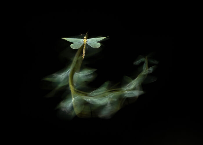 Dragonfly in motion captured by Nature Photographer of the Year 2024 winner on black background.