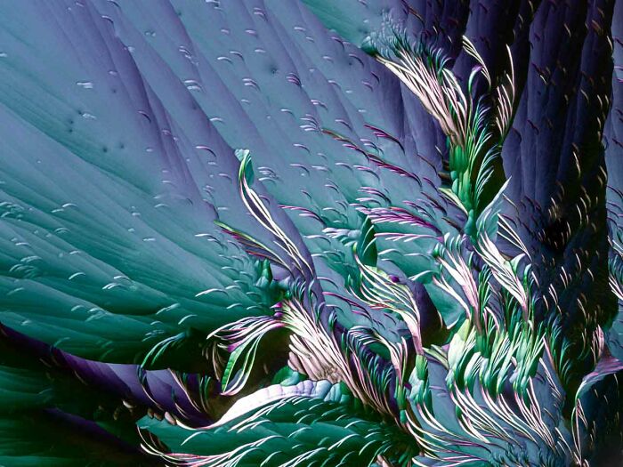 Abstract nature photography with vibrant green and blue textures, showcasing artistic details, from Photographer of the Year 2024.