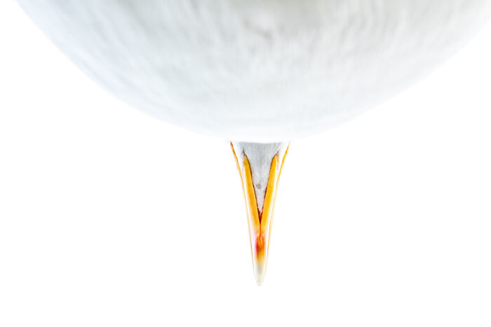 Close-up of a seagull beak captured in an award-winning photo from the Nature Photographer of the Year 2024.
