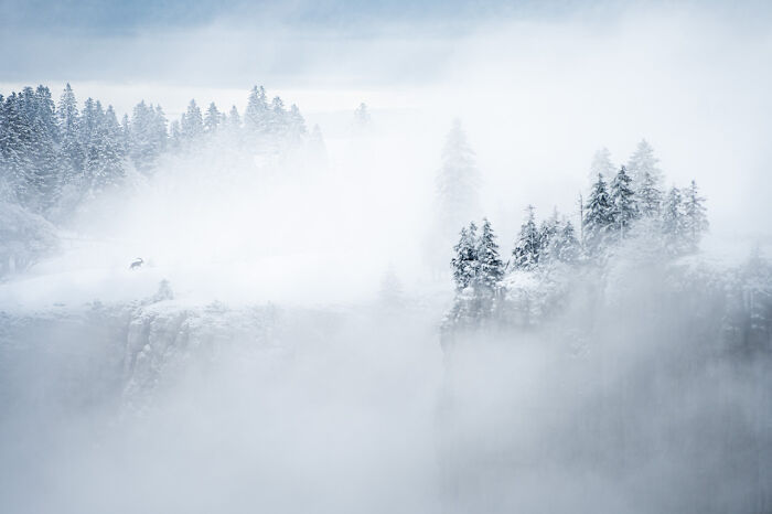Misty landscape with snow-covered trees, winning entry from Nature Photographer of the Year 2024 Awards.