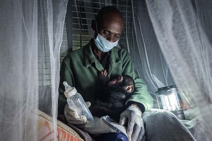 Man in mask caring for a baby chimpanzee under netting, exemplifying an award-winning nature photograph.