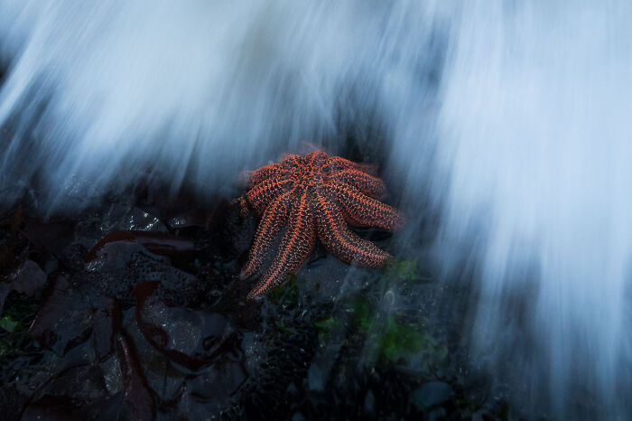 Colorful starfish in ocean waves, showcasing nature photography excellence.