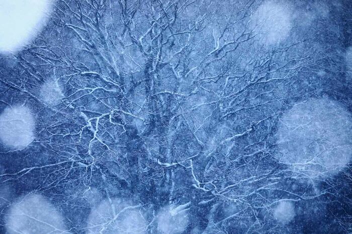 Snow-covered tree branches during a snowfall, capturing nature photographer of the year ambiance.