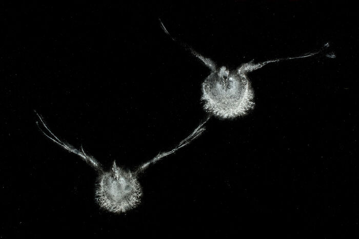 Two bird silhouettes captured mid-flight at the Nature Photographer of the Year 2024 Awards.