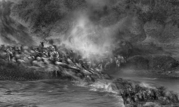 Wildlife in motion: Breathtaking scene of animals crossing a river, capturing the essence of nature photography.