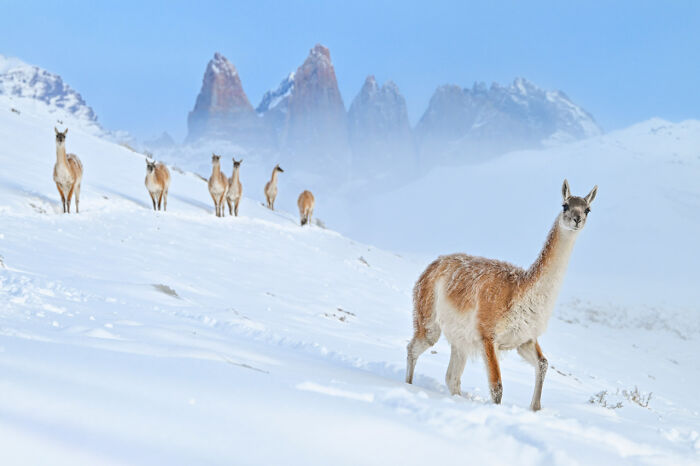Guanacos in snowy landscape with mountains; Nature Photographer of the Year 2024 winner.