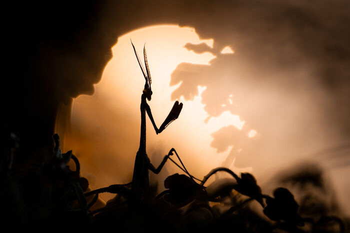 Silhouette of a praying mantis against a dramatic sunset, captured by a Nature Photographer of the Year 2024 award winner.