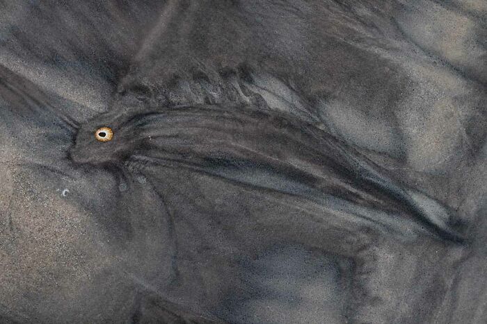 Aerial view of dark sand patterns resembling an eye, captured by a Nature Photographer of the Year 2024 award winner.