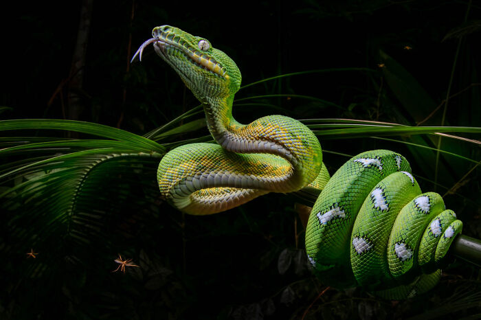 A vibrant green snake coiled on a branch in a striking nature photograph by a Nature Photographer of the Year winner.
