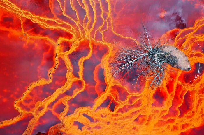 Aerial view of vibrant orange and red patterns surrounding a tree, highlighting a winning shot from the Nature Photographer Awards.