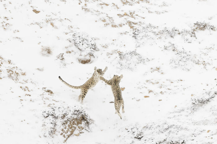 Snow leopards play in a snowy landscape, capturing a winning moment from Nature Photographer of the Year 2024.