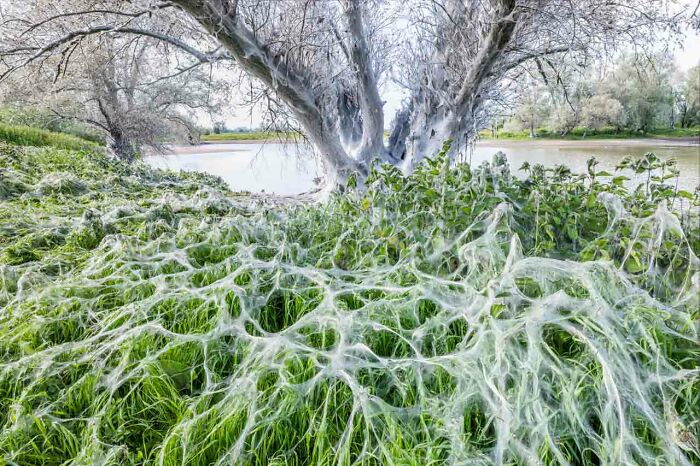 Nature Photographer of the Year 2024 winner: Spider webs covering trees and grass by a river.