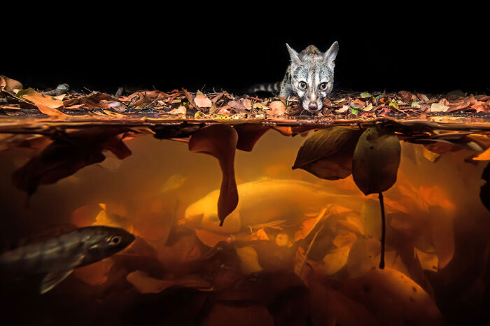 Underwater view of a genet peering over a leaf-covered pond, showcasing impressive nature photography.