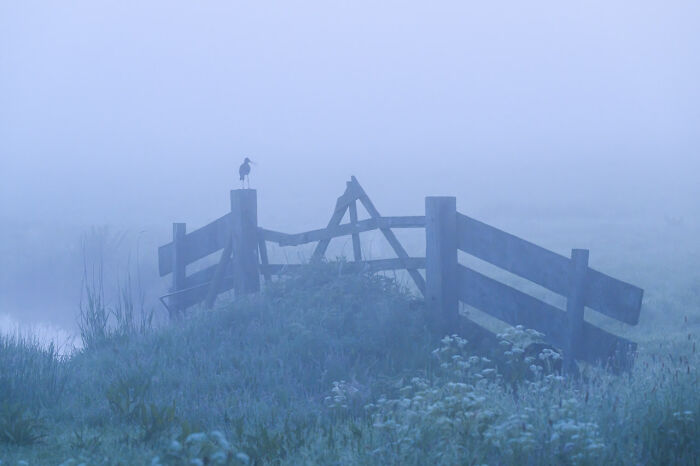 Misty landscape with a bird perched on a wooden fence, showcasing nature photography excellence.