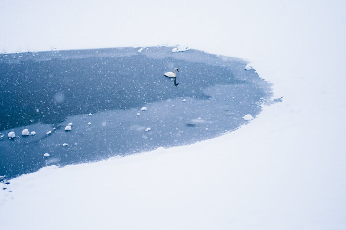 Swan in a snow-covered lake, capturing serene nature beauty, from Nature Photographer of the Year 2024 Awards.