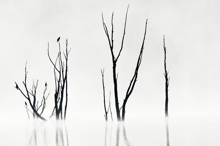 Silhouettes of bare trees and birds in a misty landscape, winning nature photograph 2024.