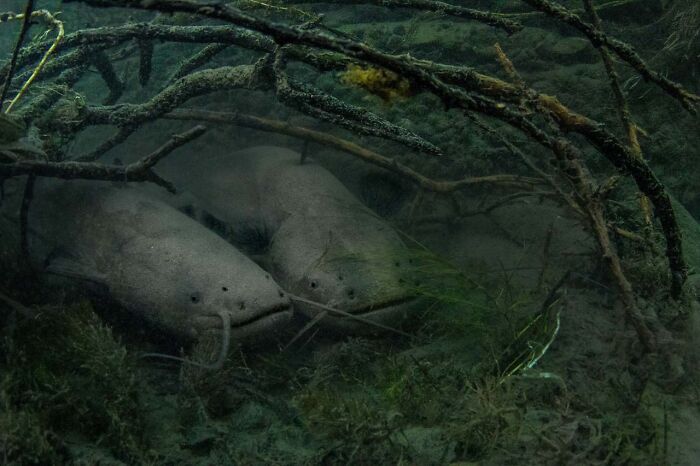Two catfish nestled among underwater branches, showcasing nature photographer skills.