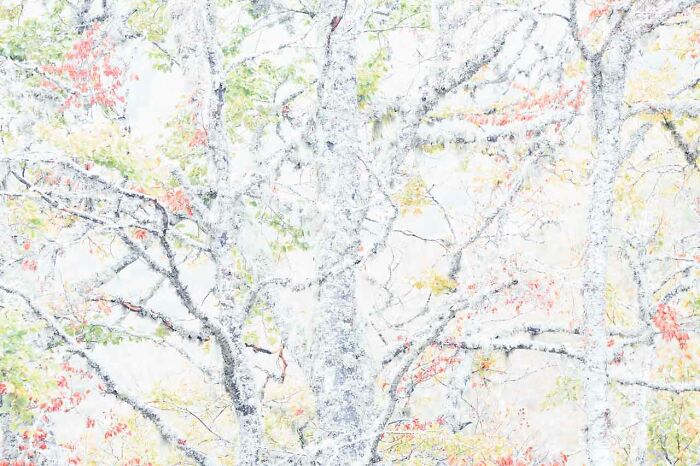 Abstract view of tree branches with autumn leaves showcasing vibrant colors, from Nature Photographer of the Year 2024.